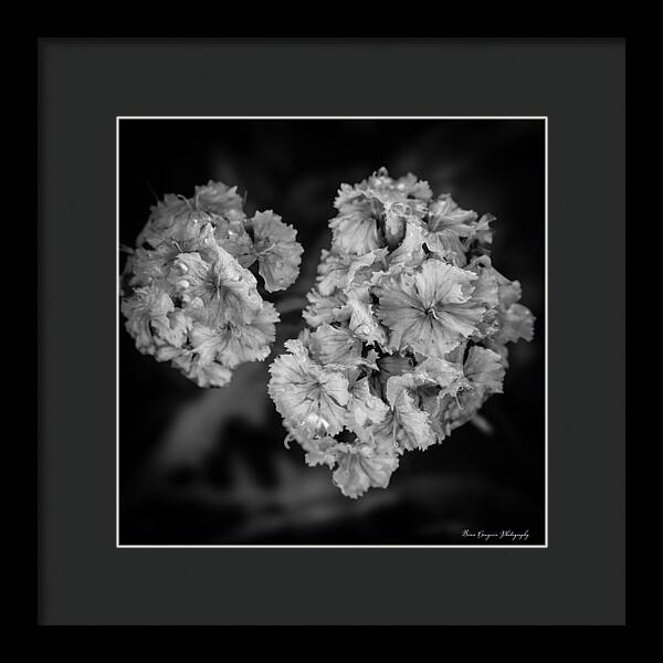 Black and White Floral Study - Framed Print