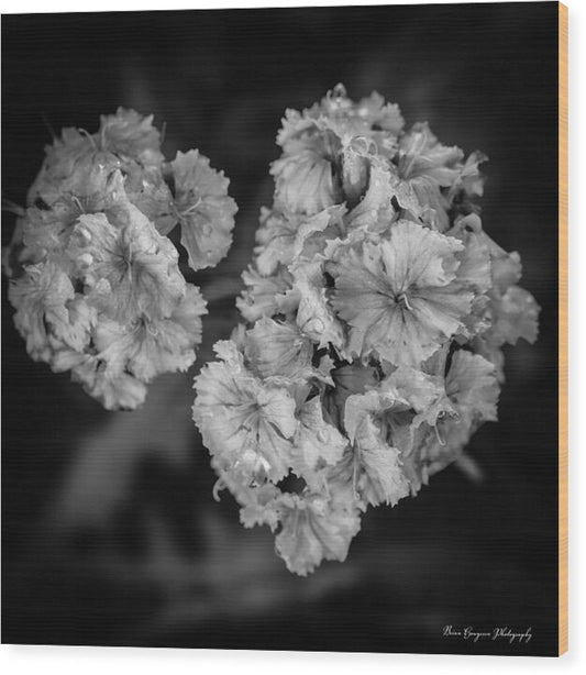 Black and White Floral Study - Wood Print