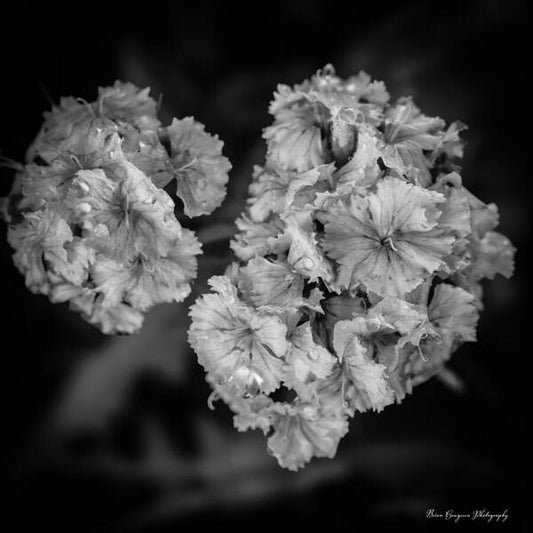 Black and White Floral Study - Art Print