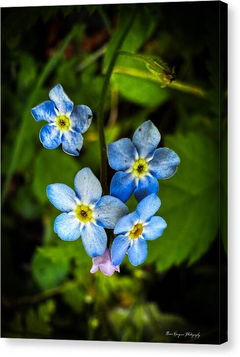 Blue flowers - Canvas Print