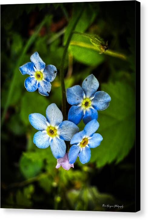 Blue flowers - Canvas Print