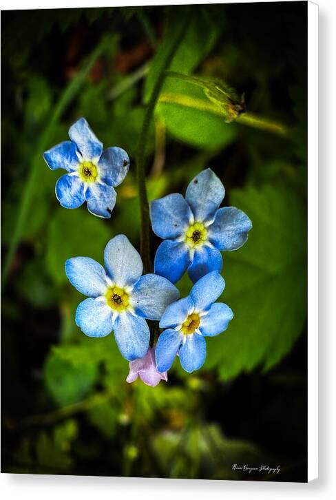 Blue flowers - Canvas Print