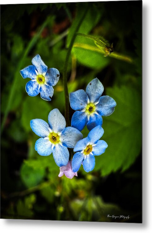 Blue flowers - Metal Print