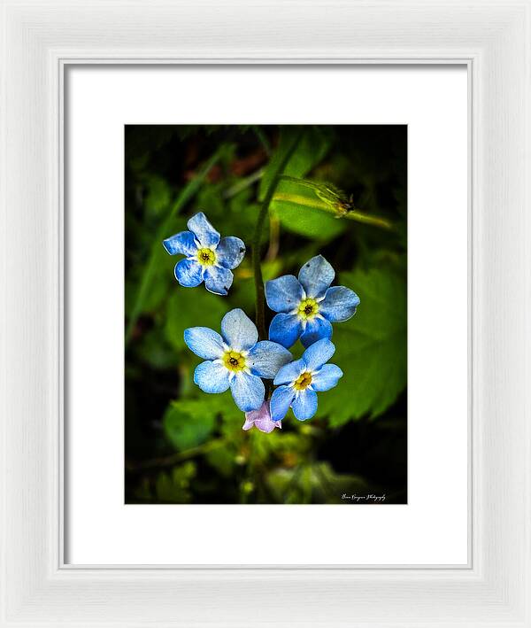 Blue flowers - Framed Print