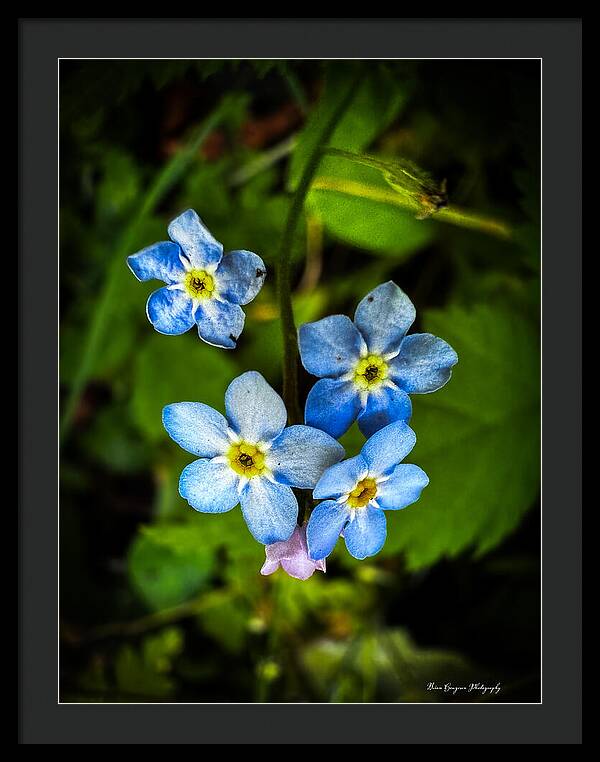 Blue flowers - Framed Print