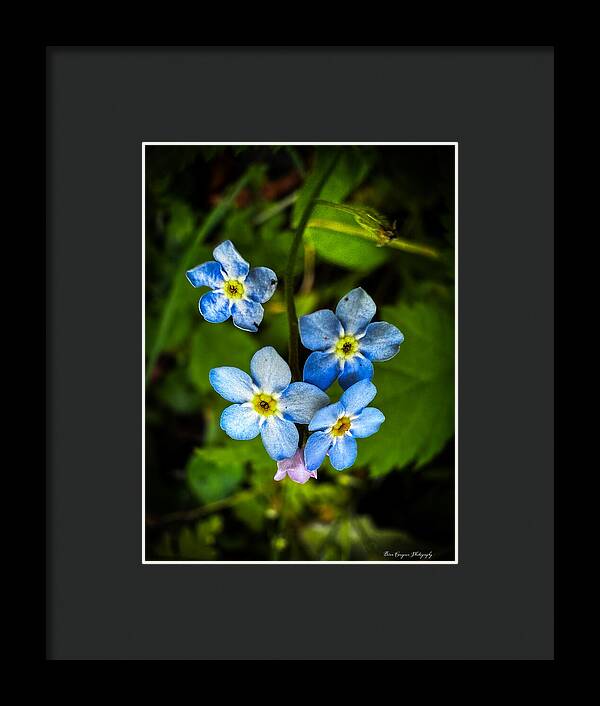 Blue flowers - Framed Print
