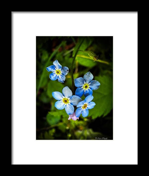 Blue flowers - Framed Print