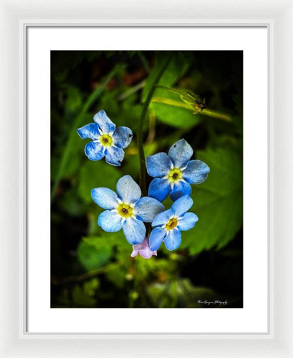 Blue flowers - Framed Print