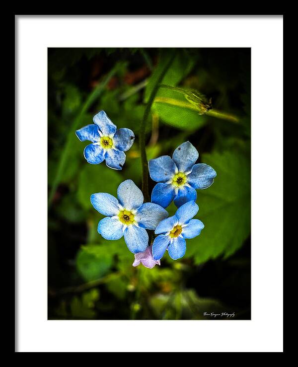Blue flowers - Framed Print