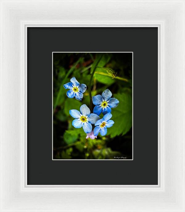 Blue flowers - Framed Print