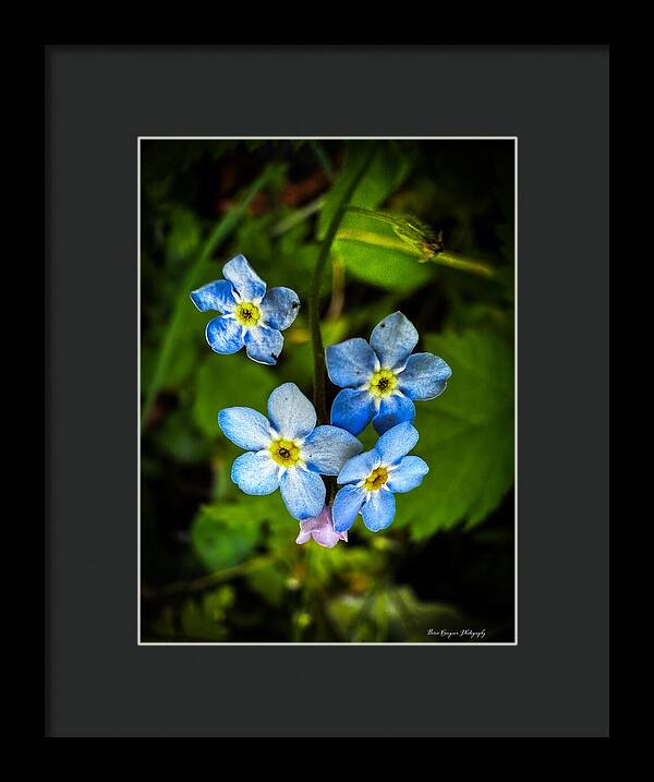 Blue flowers - Framed Print
