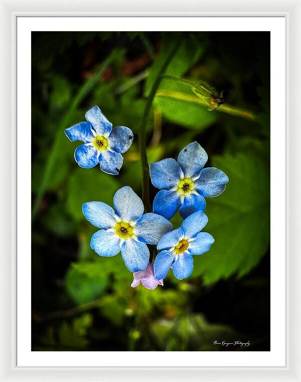Blue flowers - Framed Print