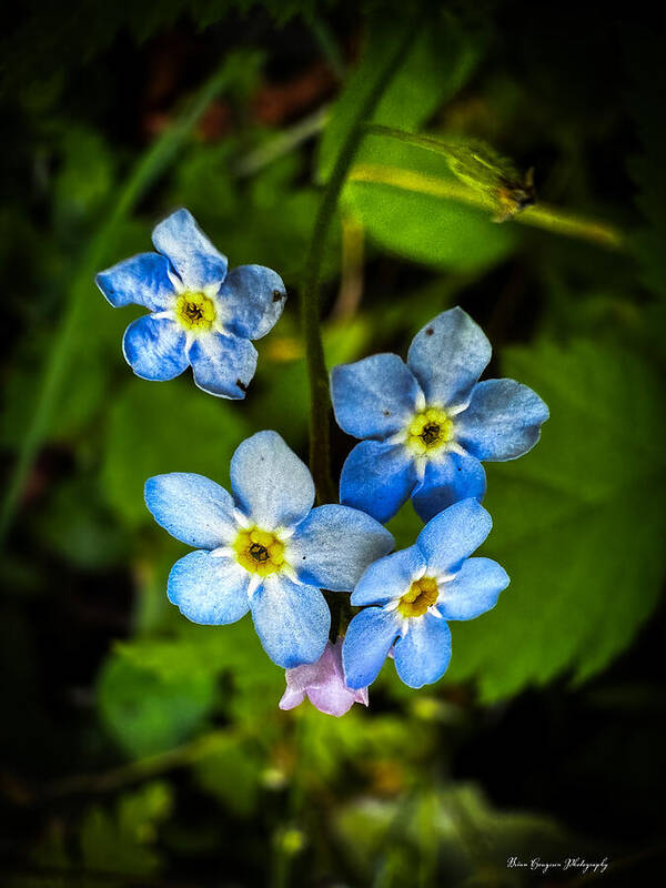 Blue flowers - Art Print