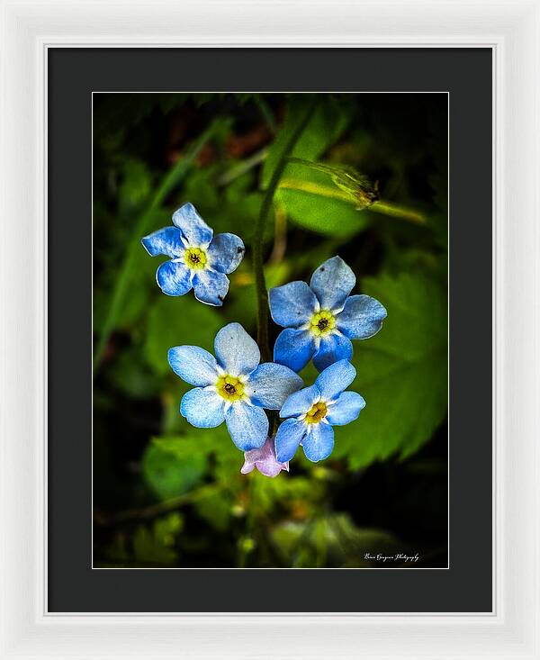Blue flowers - Framed Print