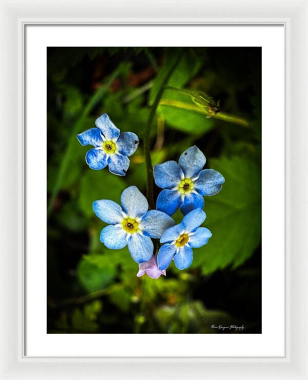 Blue flowers - Framed Print