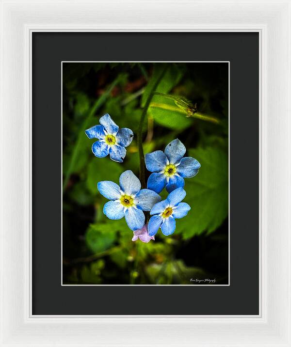 Blue flowers - Framed Print