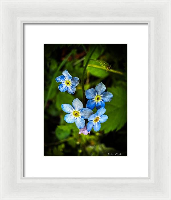 Blue flowers - Framed Print