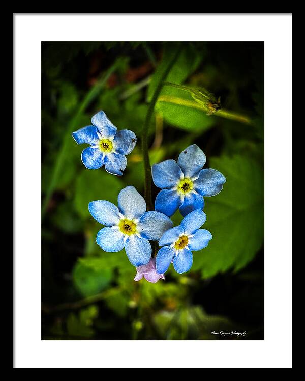 Blue flowers - Framed Print