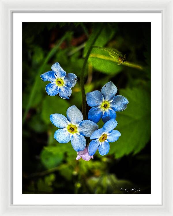 Blue flowers - Framed Print