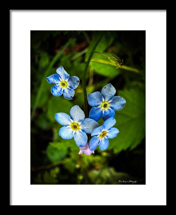 Blue flowers - Framed Print