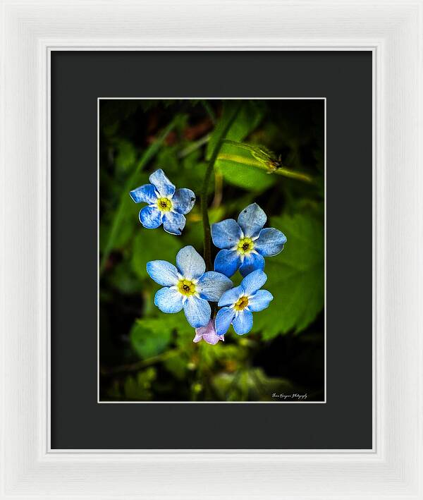 Blue flowers - Framed Print
