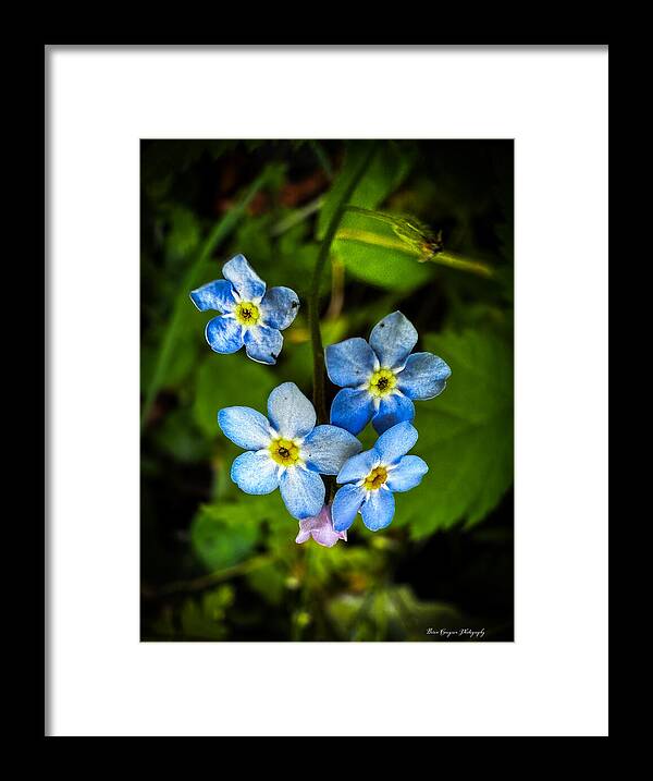 Blue flowers - Framed Print
