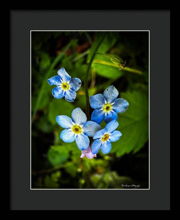 Blue flowers - Framed Print