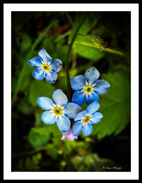 Blue flowers - Framed Print