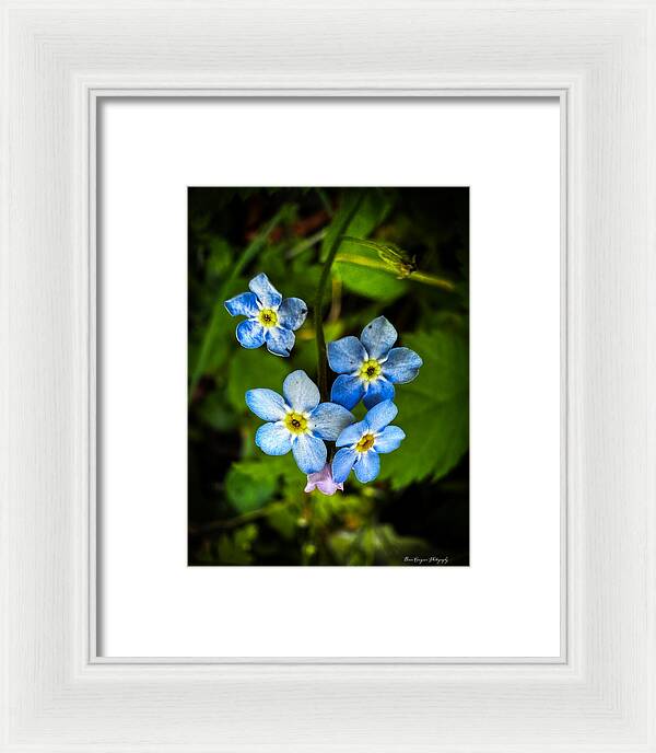 Blue flowers - Framed Print