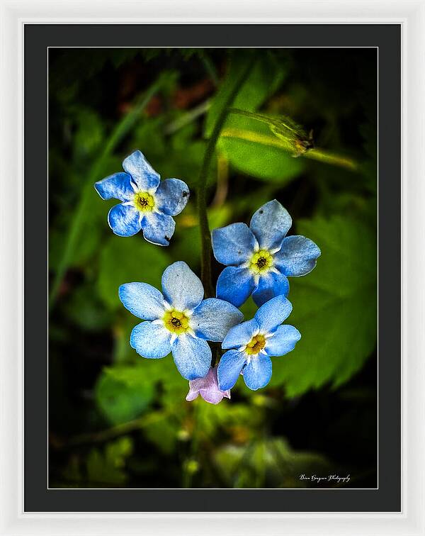 Blue flowers - Framed Print