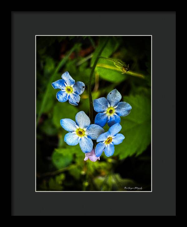 Blue flowers - Framed Print