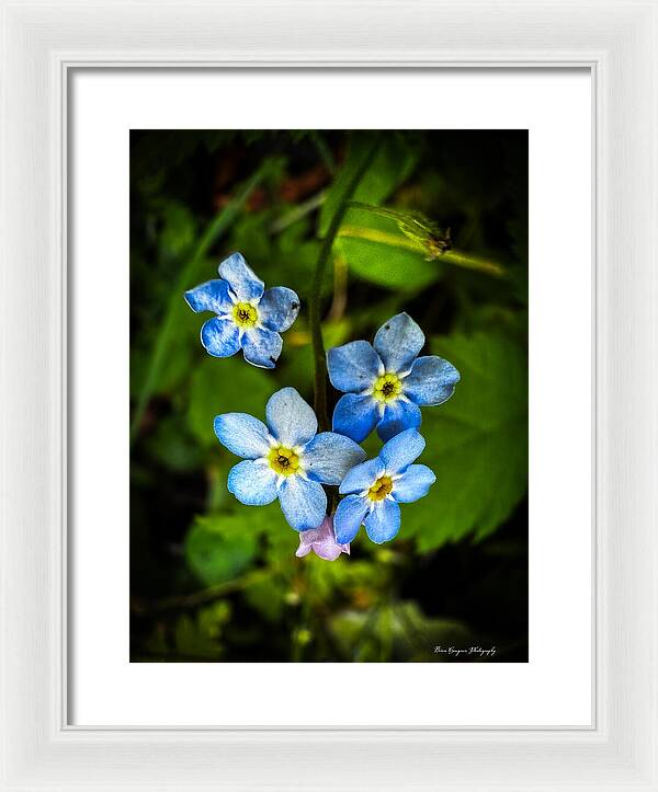 Blue flowers - Framed Print