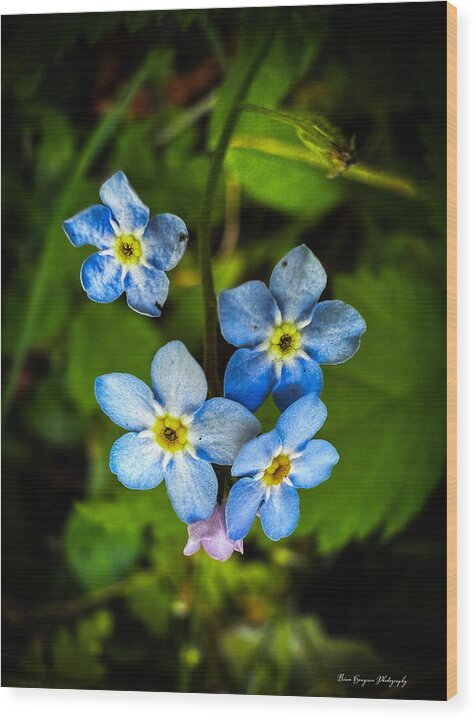 Blue flowers - Wood Print