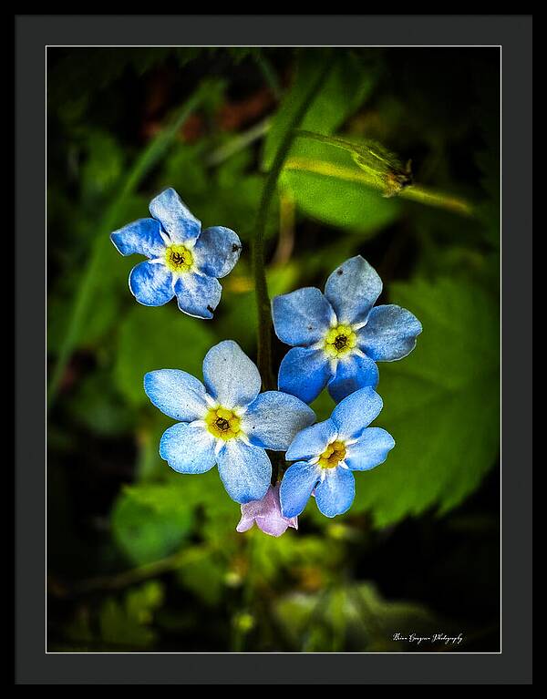 Blue flowers - Framed Print