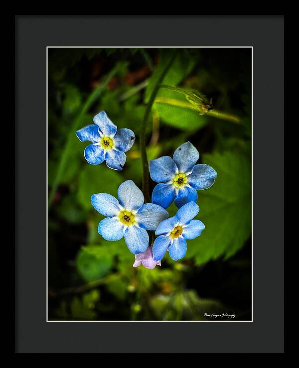 Blue flowers - Framed Print