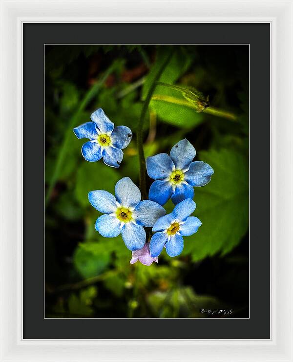 Blue flowers - Framed Print
