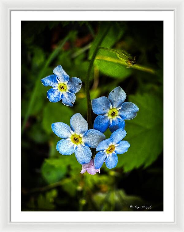 Blue flowers - Framed Print