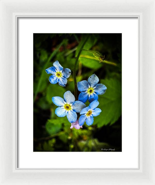 Blue flowers - Framed Print