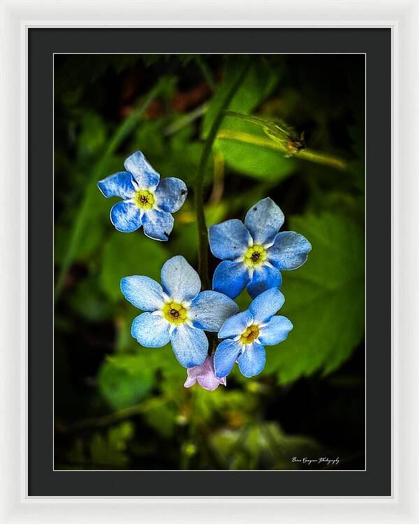 Blue flowers - Framed Print