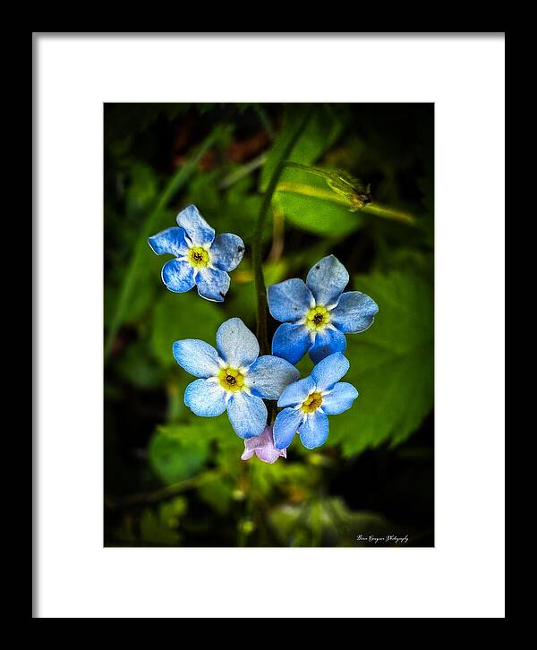 Blue flowers - Framed Print