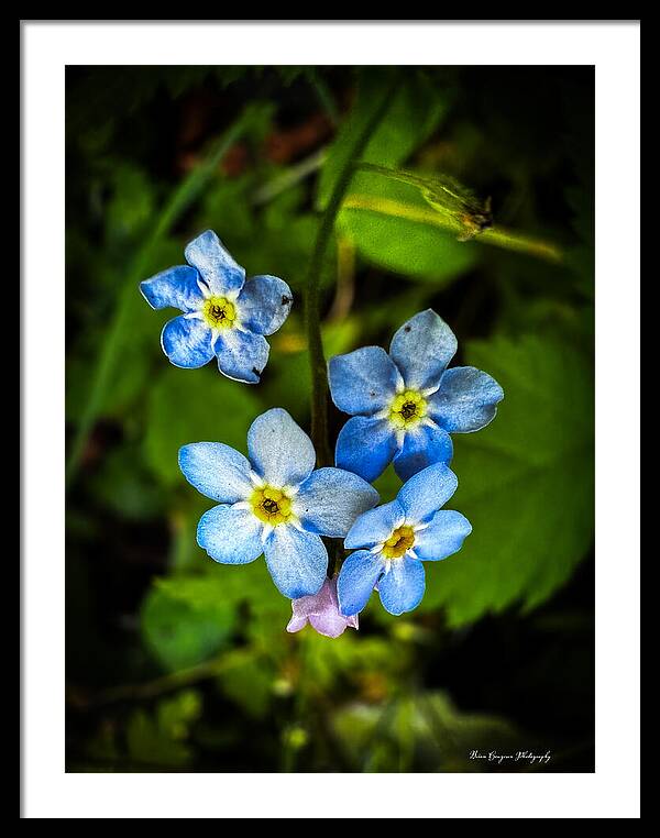 Blue flowers - Framed Print