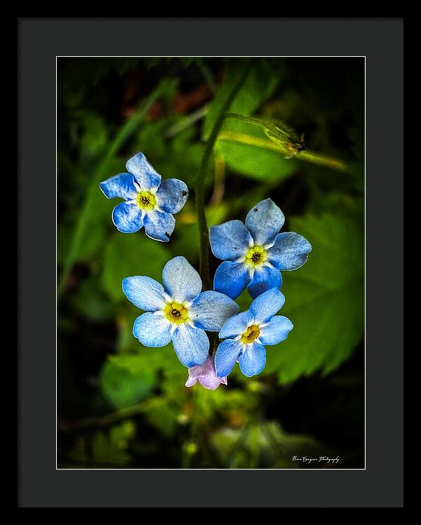 Blue flowers - Framed Print