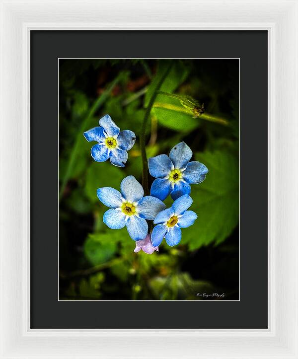 Blue flowers - Framed Print