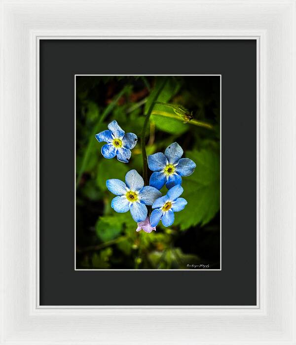 Blue flowers - Framed Print