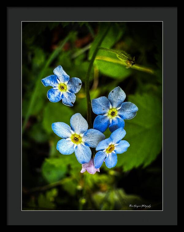 Blue flowers - Framed Print