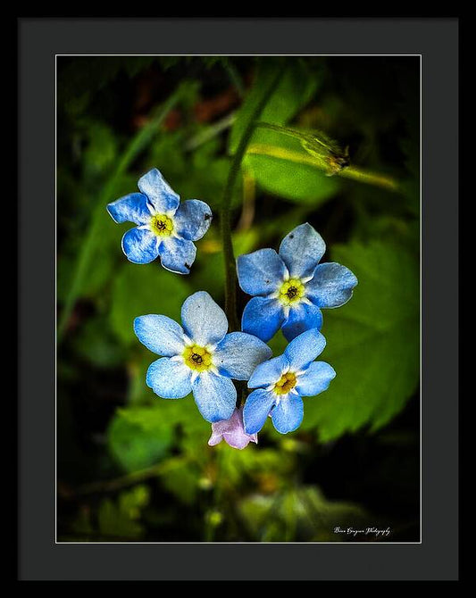 Blue flowers - Framed Print