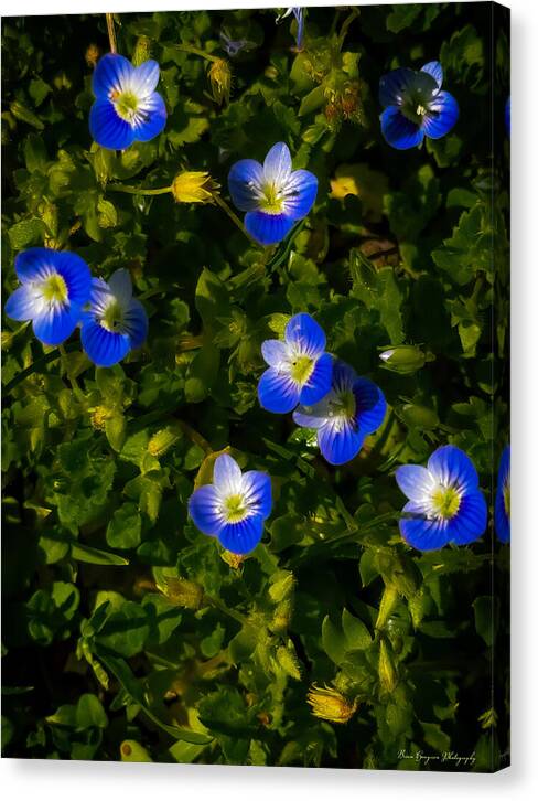 Booming blue - Canvas Print
