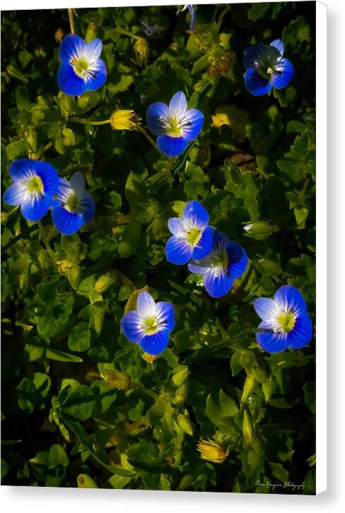 Booming blue - Canvas Print