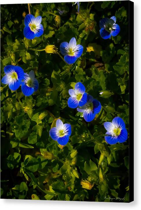 Booming blue - Canvas Print