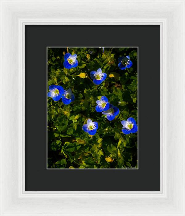 Booming blue - Framed Print